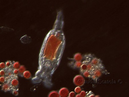 Rotifero (genere Philodina)